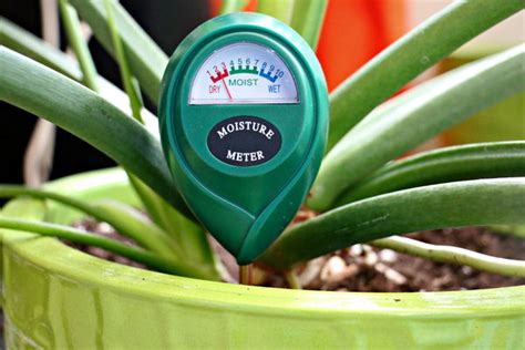 using a moisture meter to test succulent soil|moisture meter for succulent cactus.